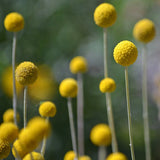 Urban Greens - Grow Kit - Australian Native Billy Buttons